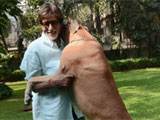 amitabh bachchan s pet dog shanouk dies