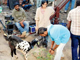 Shah Rukh Khan the goat stars in film, 'treated like royalty'