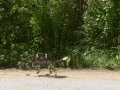 Four-legged robot that runs like a cat developed by Swiss scientists 4-leg-robot-thumb.jpg
