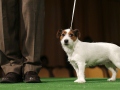 Whistle app help track pets' activity, nutrition russian_dog-120.jpg