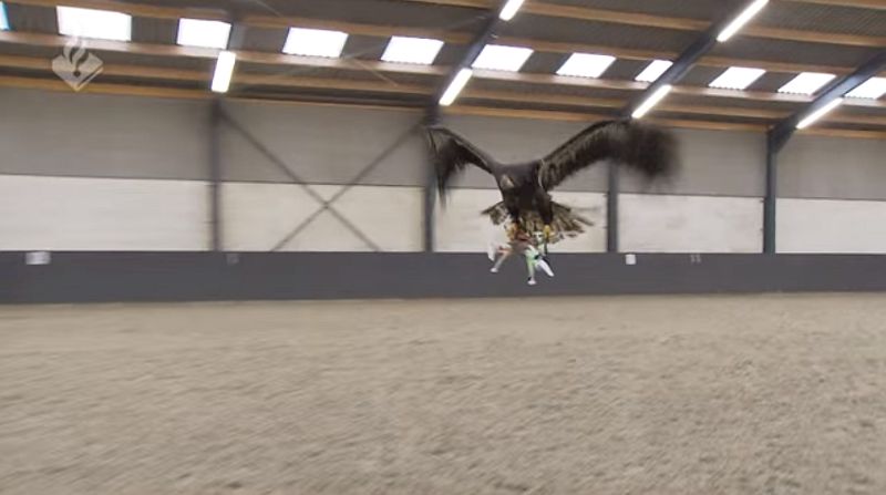 Dutch Police Training Eagles to Take Down Drones