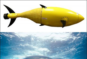 Robotic tuna to report fishy activities at harbours