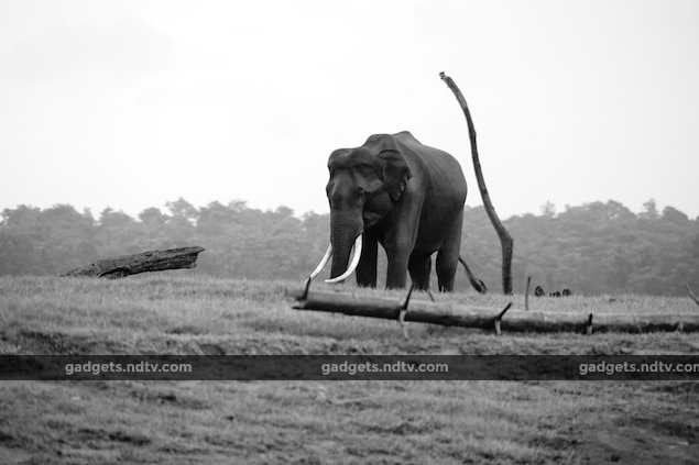 Seven Expert Tips for Wildlife Photography