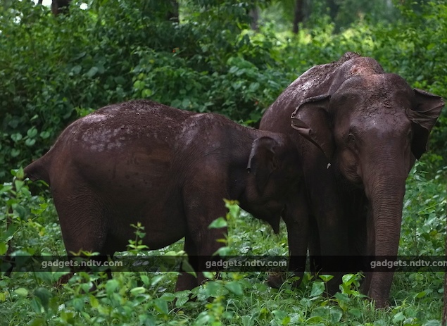 seven_expert_tips_for_wildlife_photography_focusing_ndtv.jpg