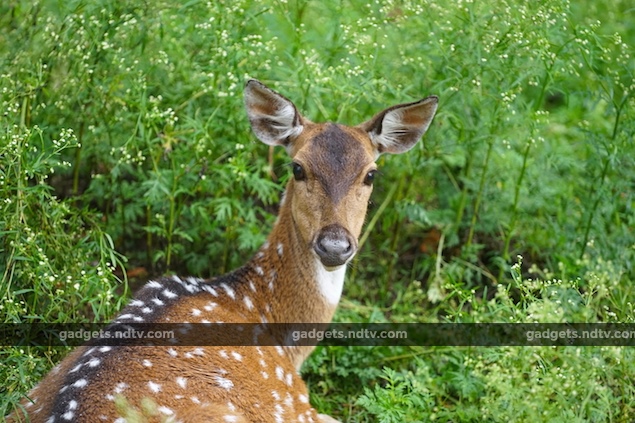 seven_expert_tips_for_wildlife_photography_patience_ndtv.jpg