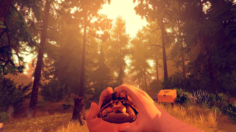 turtle_firewatch_camposanto.jpg