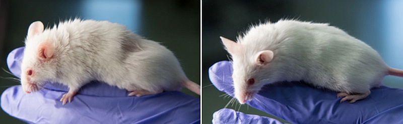 aging_youger_mice_salk_institute_official.jpg