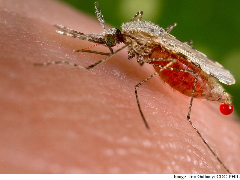 Malaria Protein Could Help Treat Cancer: Study