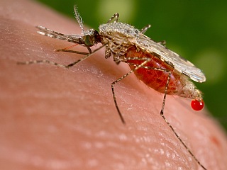 Malaria Protein Could Help Treat Cancer: Study