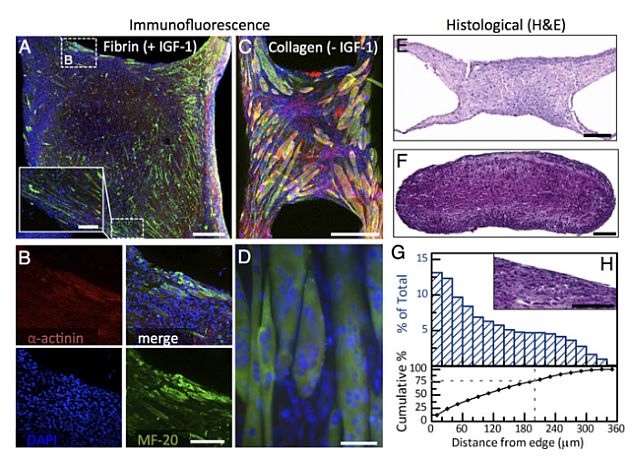 Researchers Develop Muscle-Powered Bio-Bots That Can Walk on Demand