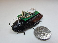 Cockroach 'Biobots' Hoped to Help Find Survivors by Sound