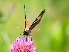 Man In Britain Convicted For Killing Rare Butterflies