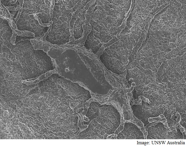 New Medical Imaging Tech Likened to Google Maps for the Body