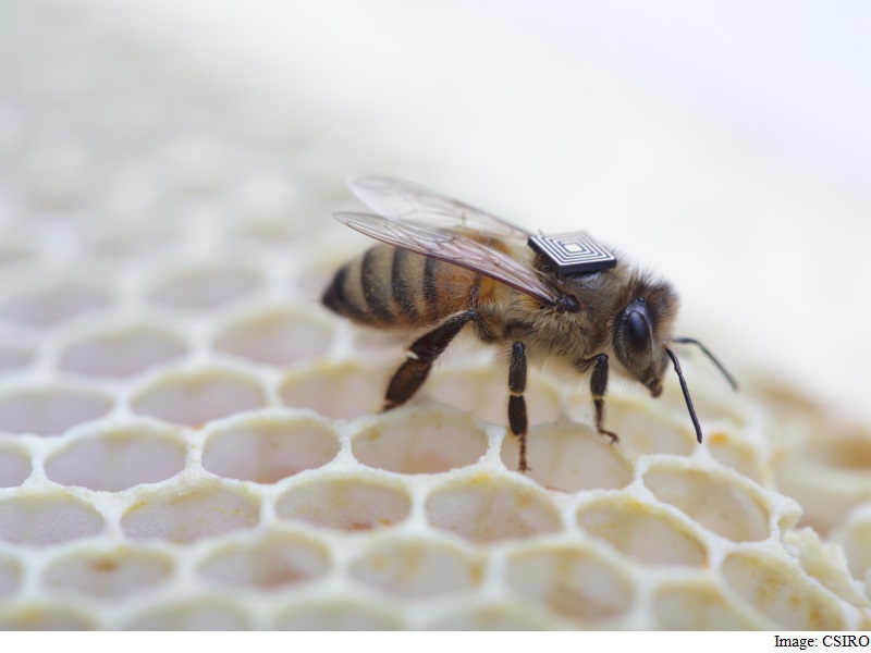 Micro-Sensors Stuck to Honey Bees to Help Solve Mass Deaths