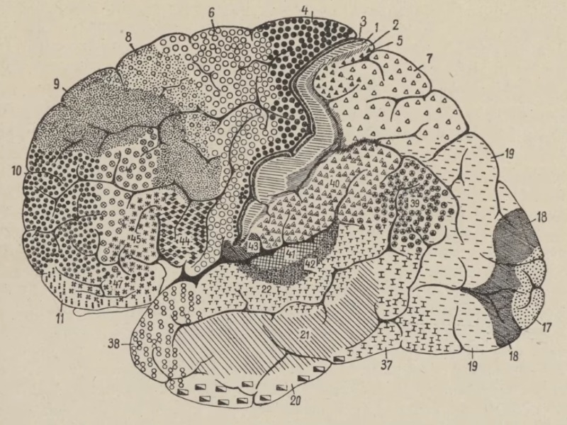 Scientists Unveil 'Most Accurate Map Yet' of the Human Brain
