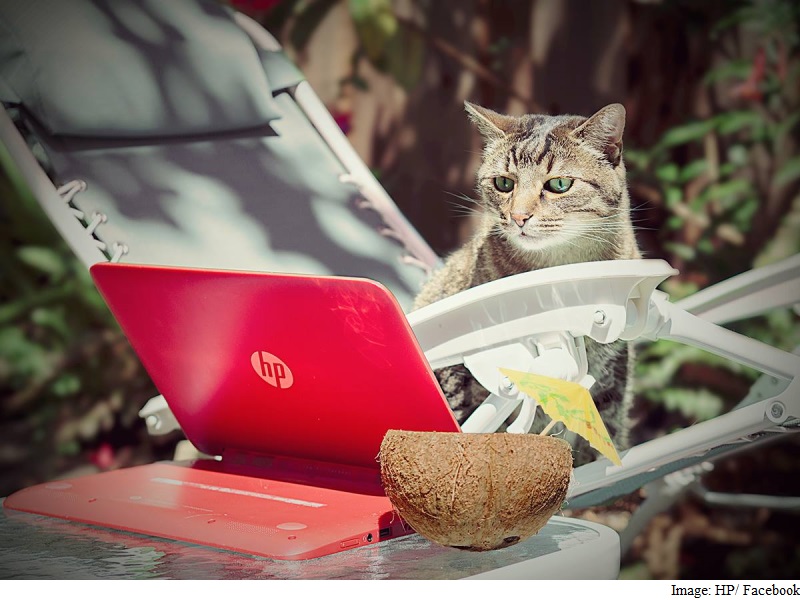 Whitman Readies Slimmed Down HP for Duel With Bulked-Up Dell