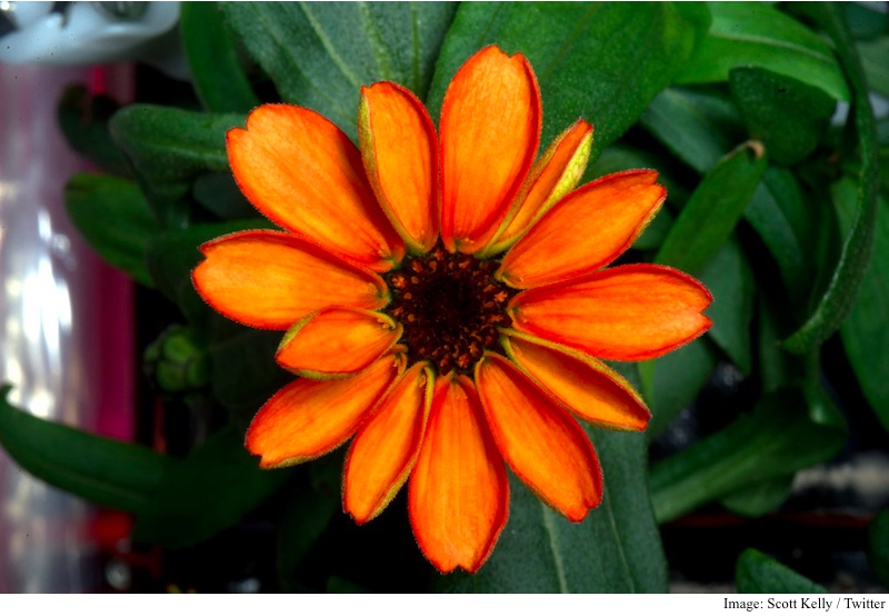 Nasa's Scott Kelly Shares Photo of First Flower Grown in Space
