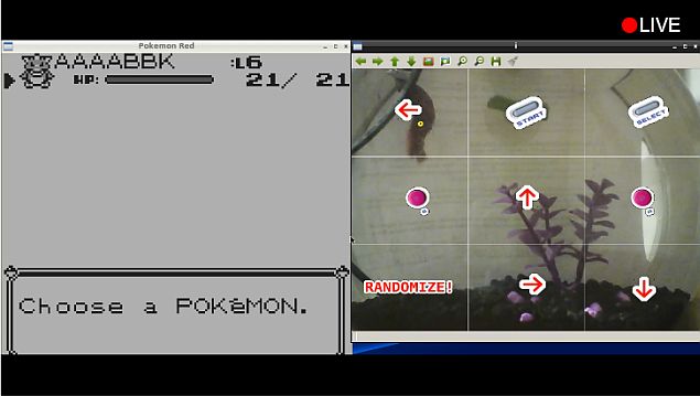 Now, a Fish Is Playing Pokemon