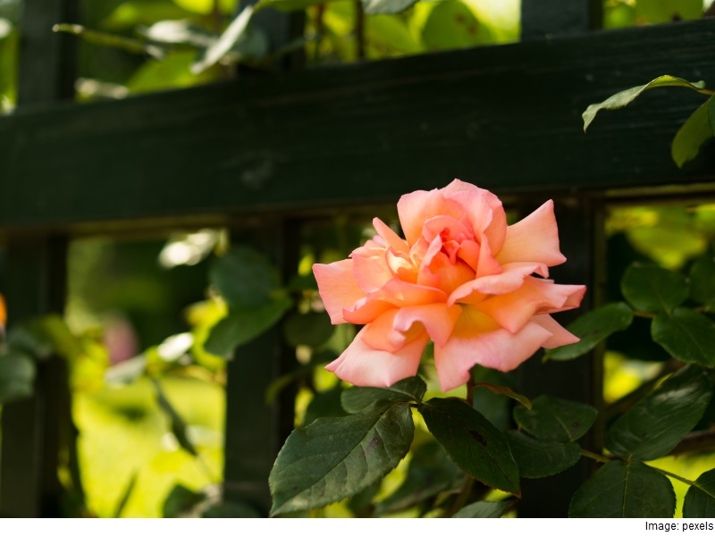 Botanical Survey of India Develops Country's First Online Floral Database