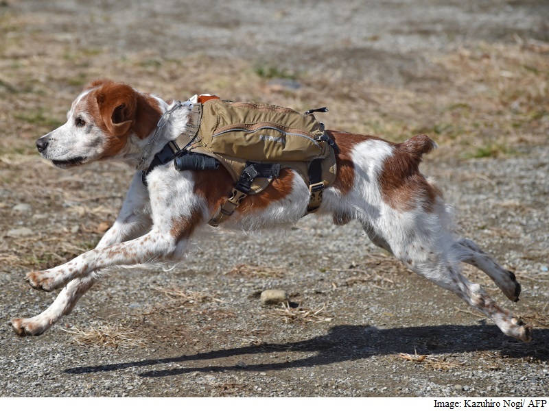 Japan 'Robo' Dogs Eyed for Quake Rescue Missions