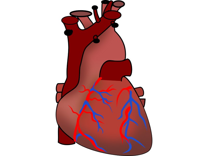 New Computer Model Can Predict Size of Heart Valves