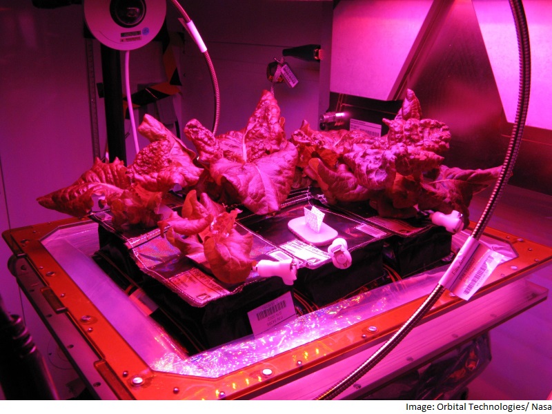 ISS Astronauts Say First Bite of Space-Grown Lettuce Is 'Awesome'