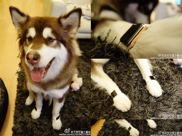 Chinese Billionaire's Dog Flaunts Apple Watches Worth Lakhs