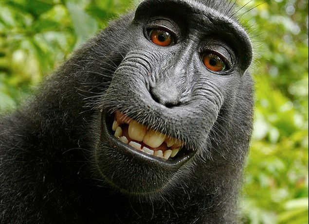 Monkey Selfie Cannot Be Copyrighted: US Regulator
