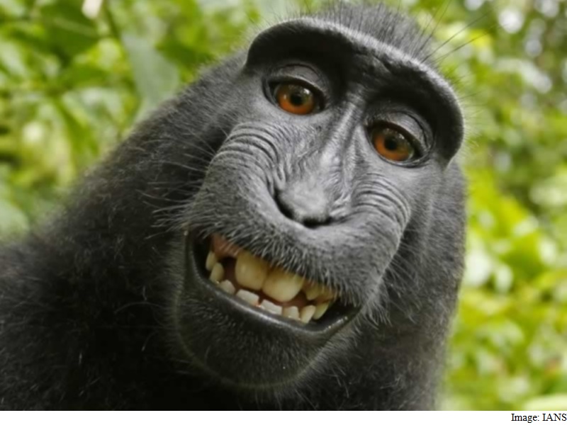 Monkey Owns the Rights, Says Peta as Selfie Case Reaches Court