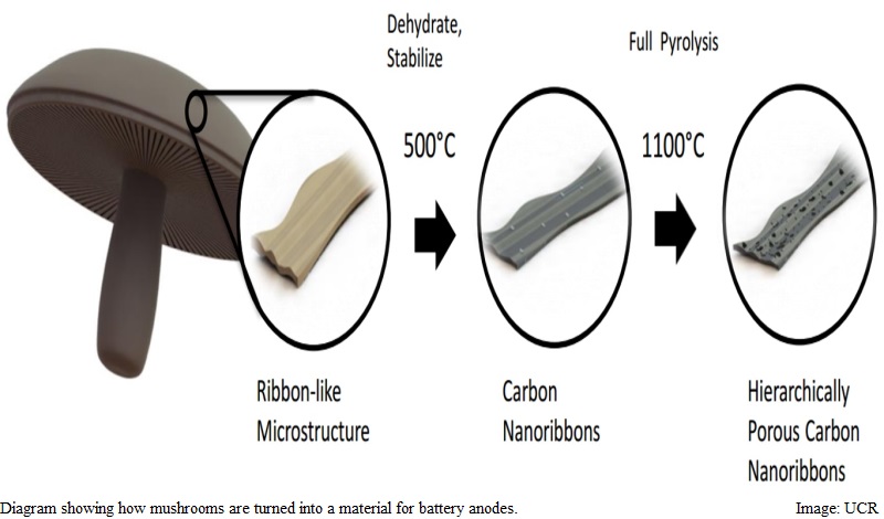 Mushrooms Could Help Power Future Smartphones