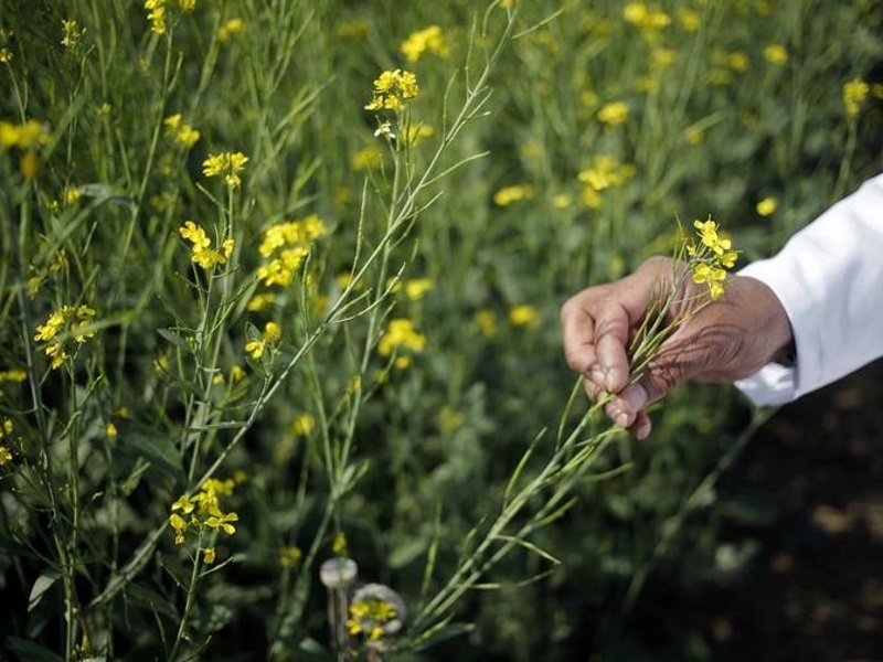 Soon, Software for E-Connectivity of Agricultural Markets: Radha Mohan Singh