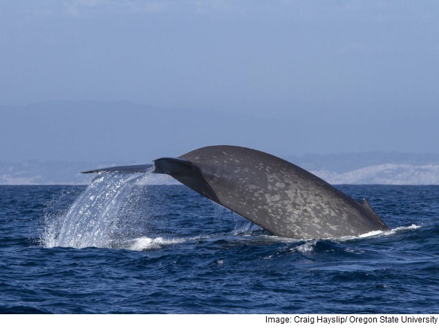Nasa to Power Online Tool to Help Protect Endangered Blue Whales