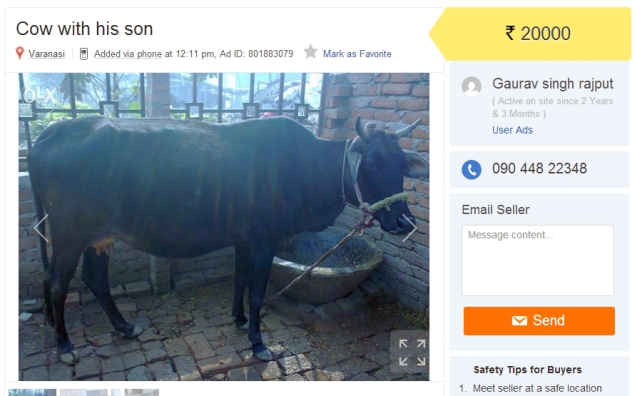 olx_cow_with_son.jpg