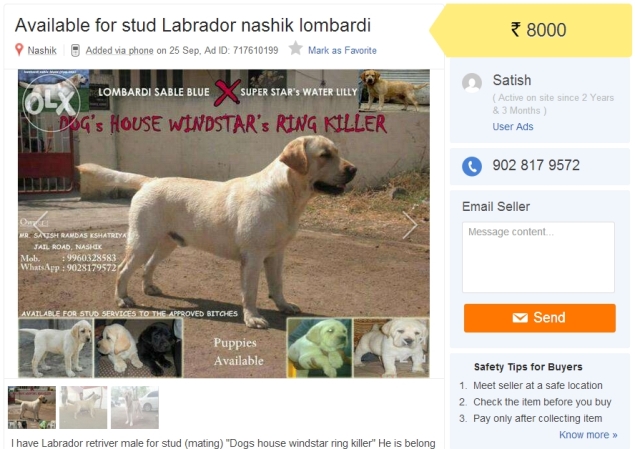 olx dog for sale price