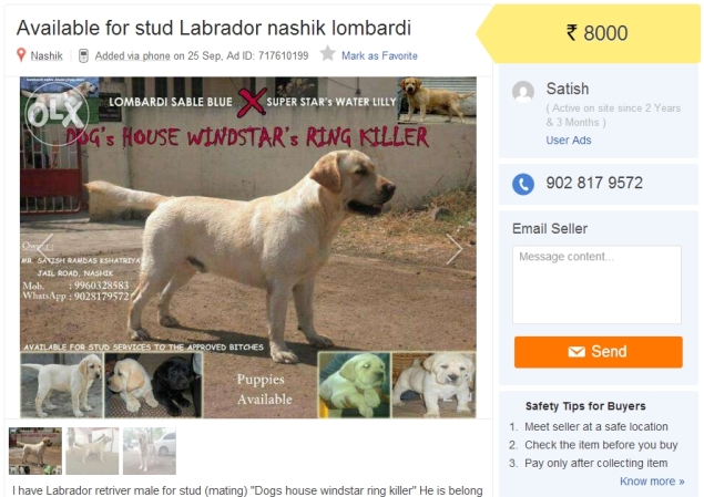 dog house olx