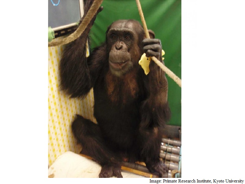 How a Computer Helped a Paralysed Chimp Walk Again