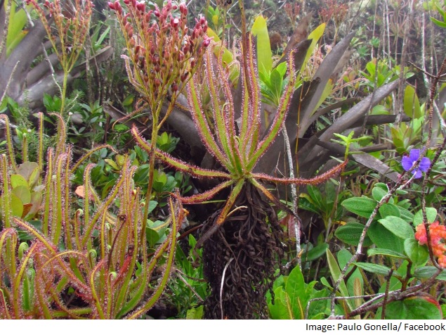 Facebook Helps Discover New Plant Species