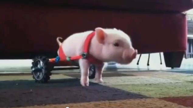 Disabled piglet using wheelchair becomes Internet sensation