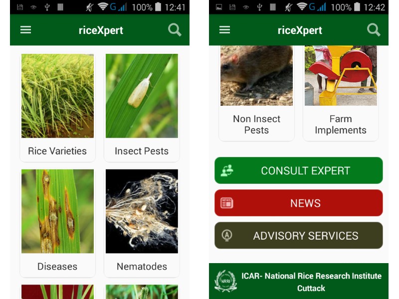 NRRI Launches riceXpert App for Android to Help Rice Farmers