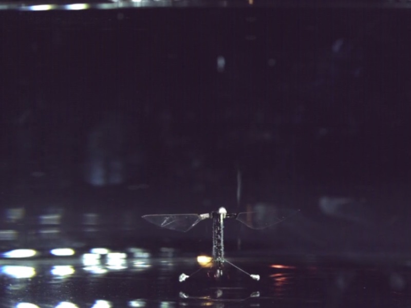 Insect-Sized Robot That Can Fly, Swim Developed