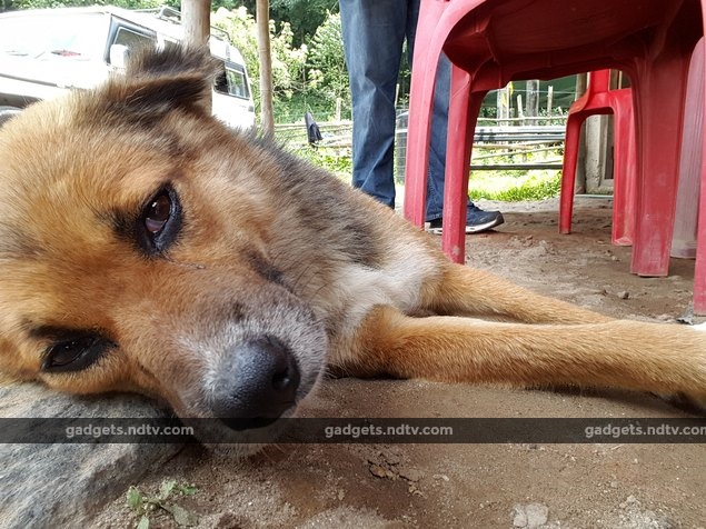 sikkim_dog_ndtv