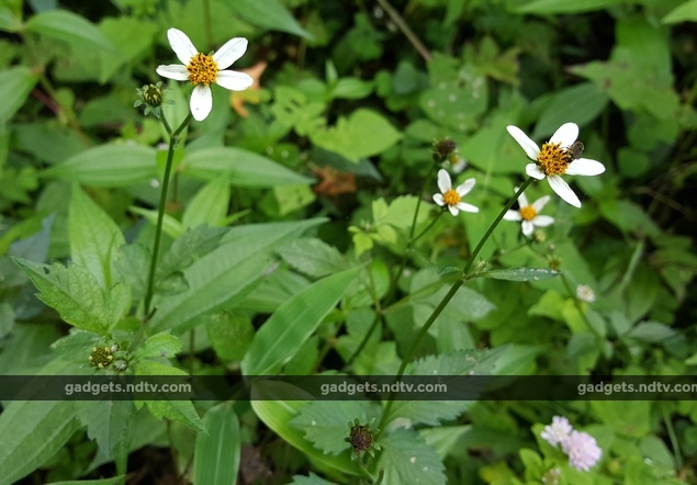 sikkim_flower_insect