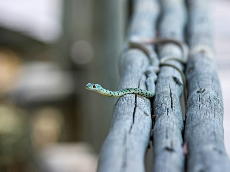 Indian Scientists Making Snake Robot for Search and Rescue Missions