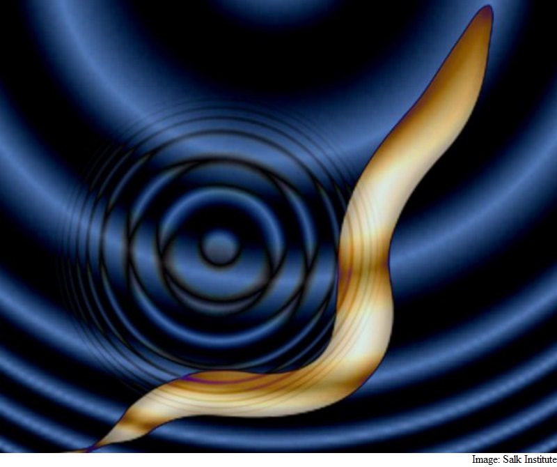 Scientists Use Sound Waves to Control Brain Cells