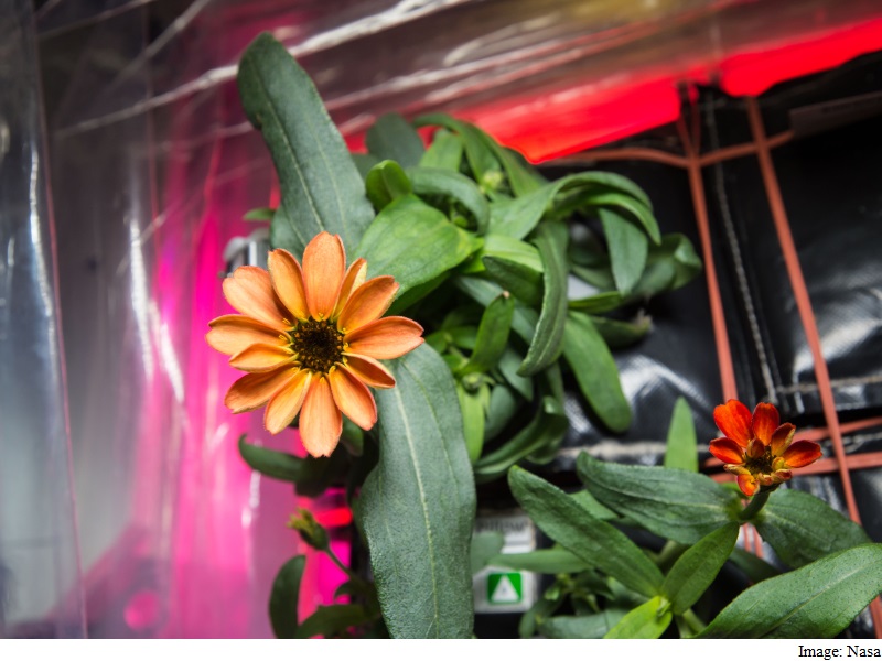 Space Gardening Can Help Astronauts Reduce Stress, Says Nasa