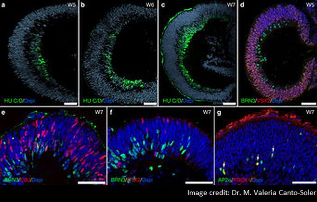 Researchers Create Functional Retinal Tissue With Stem Cells