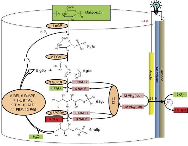 New bio-batteries running on sugar may replace lithium-ion batteries