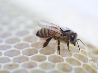 Micro-Sensors Stuck to Honey Bees to Help Solve Mass Deaths