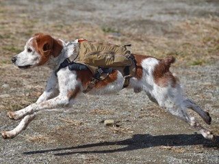 Japan 'Robo' Dogs Eyed for Quake Rescue Missions