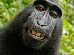 Monkey Owns Copyright for Selfie, Wikipedia Tells Photographer